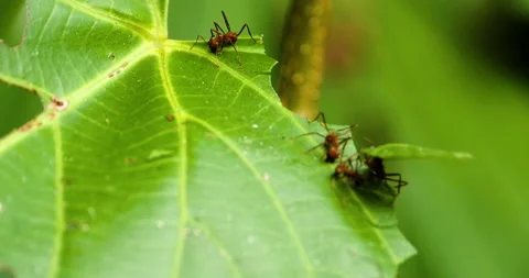 Amazing Close-up Leaf Ants Cutting Small Leaf Pieces And Others Carrying Stock Footage 138169301