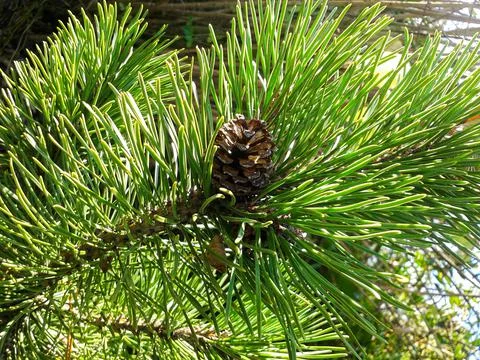 Amazing close up of the Pine tree Stock Photos
