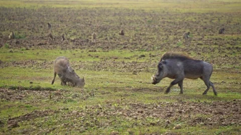 Amazing close-up of two of warthogs fighting in the african savannah Stock Footage 220556539