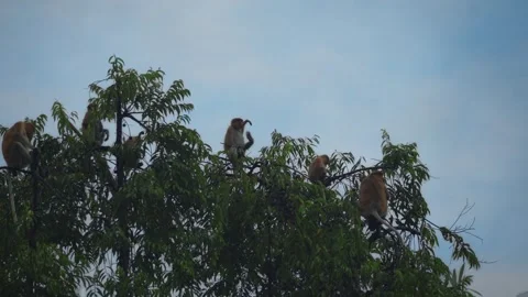 Amazing close-up of a wild group of proboscis monkey Stock Footage 284000937