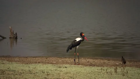 Amazing close-up of a wild saddle billed stork on the river bank Stock Footage 220635408