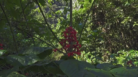 Amazing closeup a clerodendrum paniculatum plant Stock Footage 250350111