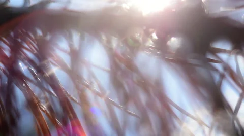 Amazing closeup panoramic view of magical forest scene with play of sunbeams Vídeo Stock 54081298