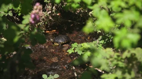 Amazing closeup view of a Trachemys scripta turtle Stock Footage 336625592