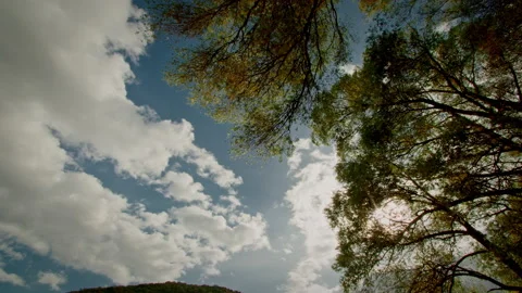 Amazing clouds at daylight from the forest Stock Footage 232641827