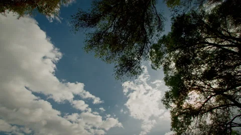 Amazing clouds at daylight from the forest Stock Footage 232642444