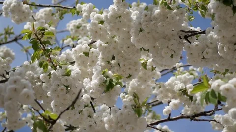 Amazing Cluster Of Cherry Blossom Stock Footage 75343309