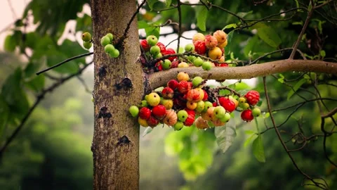 The Amazing Cluster Fig: Nature’s Unique Tree Fruit Stock Footage 335515133