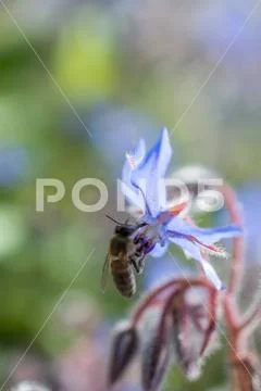 Amazing colorful Spring flowers in nature Stock Photos