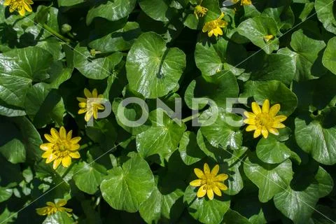 Amazing colorful Spring flowers in nature Stock Photos
