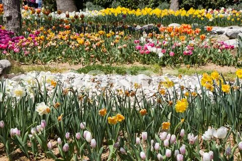 Amazing colorful Spring flowers in nature Stock Photos