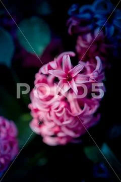 Amazing colorful Spring flowers in nature Stock Photos