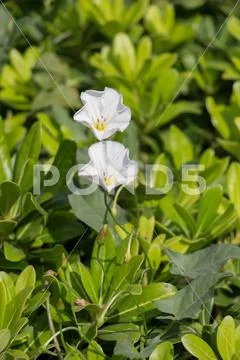 Amazing colorful Spring flowers in nature Stock Photos