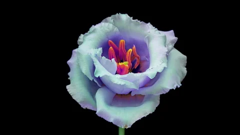 Amazing colourul blue pink Eustoma flower blooming on black background Stock Footage 249099578