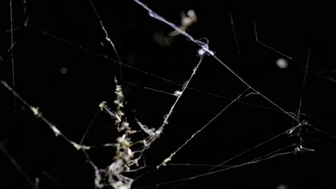 Amazing construction of spooky chaotic and complex spiderweb or cobweb at night Stock Footage 208903647