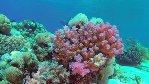 Amazing coral reef and fish Stock Footage 267705553