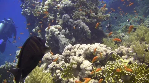Amazing Corals Fish &amp; Divers Stock Footage 401348