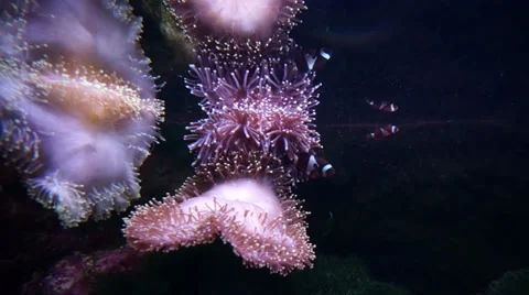 Amazing corals Stock Footage 34270306