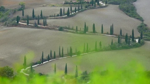Amazing curvy road with trees between fields Stock Footage 129051996