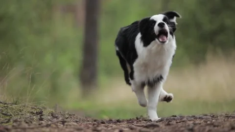 Amazing Cute border collie run on grass in a beautiful forest to camera in slow Stock Footage 206188202