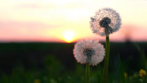 Amazing dandelion flower on summer field Stock Footage 112738053