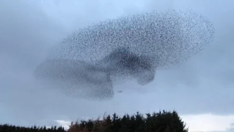 Amazing display of starling murmuration over Cumbria 스톡 동영상 106316253