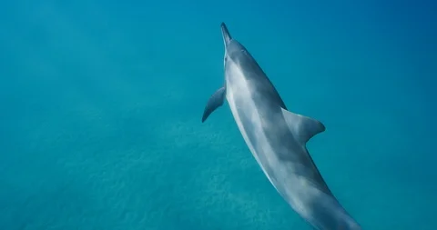 Amazing dolphin swimming in the light Stock Footage 107964716