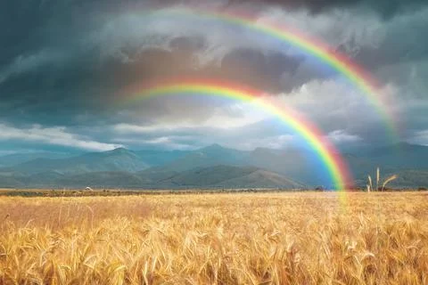 Amazing double rainbow over wheat field under stormy sky Stock Photos