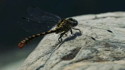 Amazing Dragonfly Close Up on a Stone Stock Footage 161883060