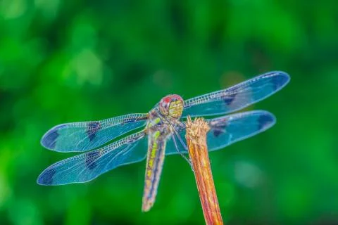 An amazing dragonfly Stock Photos