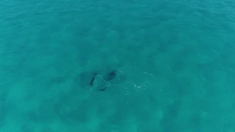 Amazing Drone Shot of Dolphins Stockbeeldmateriaal 280604838