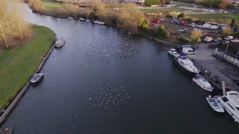 Amazing drone shot of river ducks, flying ducks, landing ducks, river and lake Stock Footage