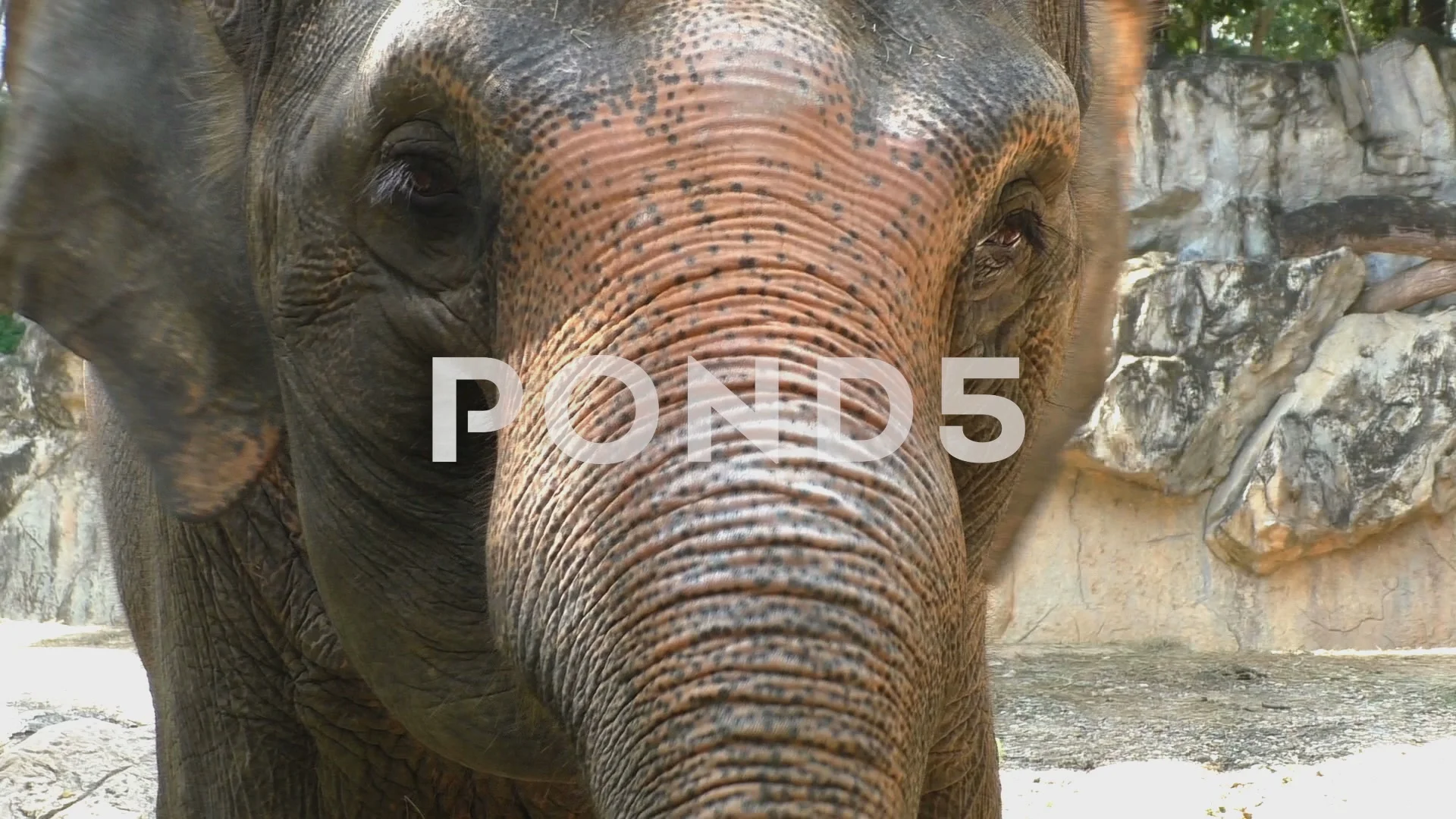 Amazing Elephant Face Stock Video 68742160 Pond5 Images, Photos, Reviews