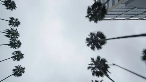 Amazing elevated view shot of palm tree-lined skyline from LA street Stock Footage 83057563