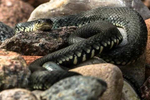 Amazing encounter with a snake Stock Photos