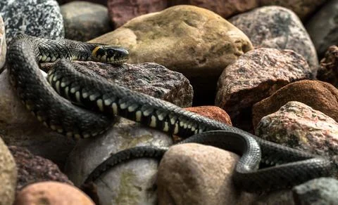 Amazing encounter with a snake Foto stock