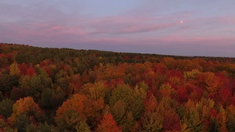 Amazing fall forest seen by drone flying over canopy at dawn with moon Stock Footage 119185904