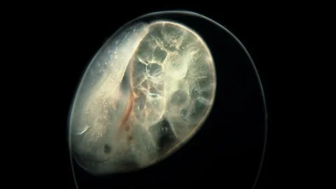 Amazing fish egg under the microscope on black background, dark field microscopy Stock Footage 106073523
