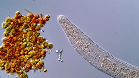 Amazing Flatworm Motion Captured Under the Microscope 스톡 동영상 317210703