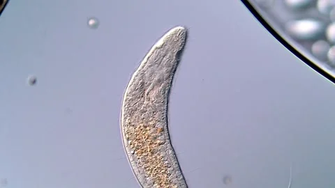 Amazing Flatworm Under Light Microscopy 4K 스톡 동영상 317210939