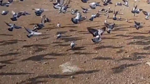 Amazing flight Stock Footage 83876904