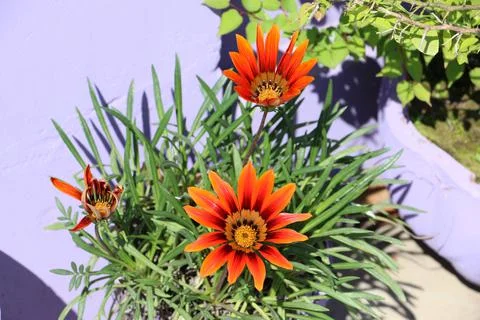 Amazing flower with long leafs Stock Photos