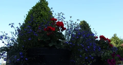 Amazing flowers Stock-Footage 101352893
