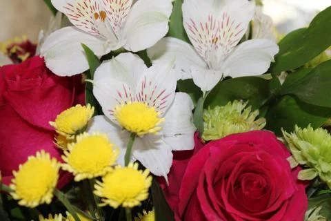 Amazing flowers Stock Photos