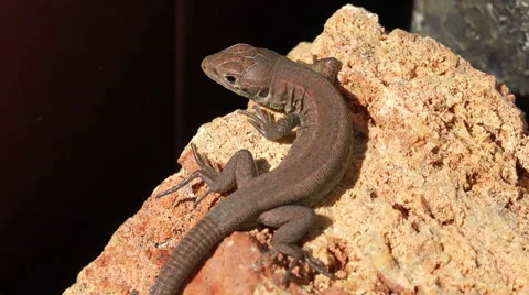 Amazing footage of lizard 4K Stock Footage 42016080