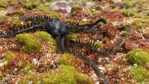 Amazing footage of a small brittlestar walking on the reef Stock Footage 106501007