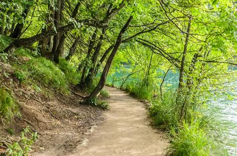 Amazing Footpath through the Green Trees by the Lake in Plitvice Lakes, Croatia Stock Photos
