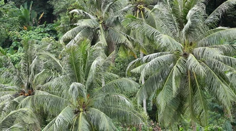 Amazing forest of Coconut Palm Trees in the Hill of Phuket Island, Thailand Stock Footage 4805225