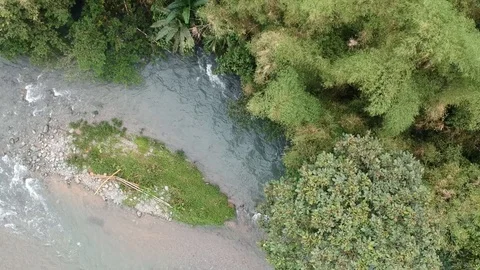 Amazing forest. Stock Footage 127776097