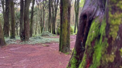 Amazing forest with old trees with moss in a autumn day Stock Footage 220221742